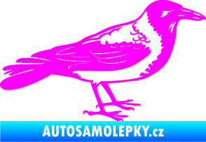 Samolepka Vrána 001 pravá Fluorescentní růžová