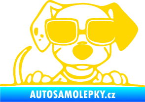 Samolepka Pes s brýlemi 101 pravá v autě jasně žlutá