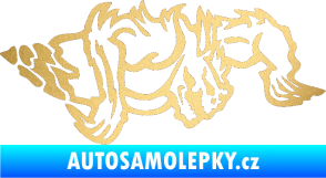 Samolepka Ostnatej pravá zlatá metalíza