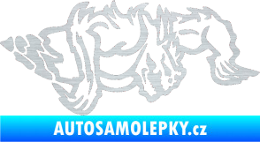 Samolepka Ostnatej pravá škrábaný hliník
