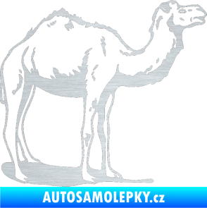 Samolepka Velbloud 001 pravá škrábaný hliník