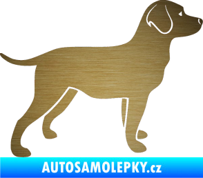 Samolepka Pes 062 pravá Labrador škrábaný kov zlatý