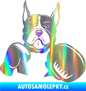 Samolepka Pes 183 pravá boxer Holografická