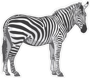 Barevná zebra 006 pravá
