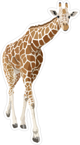 Barevná žirafa 002 pravá