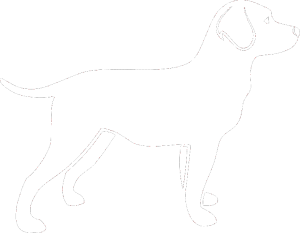 Pes 062 pravá Labrador