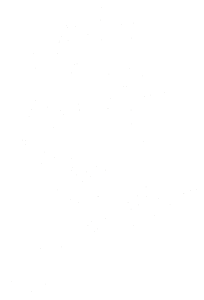 Růže 002 pravá