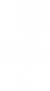 Růže 003 pravá