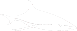 Žralok 008 pravá